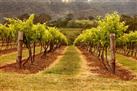 Hunter Valley Wineries and Wilderness Tour