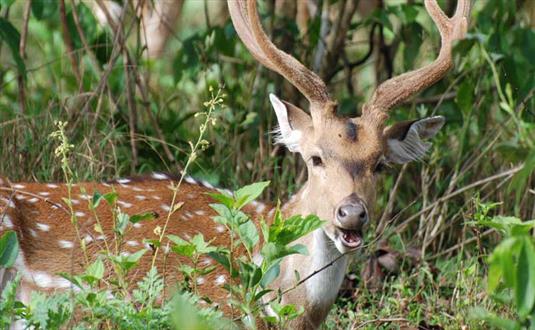 Bhadra Wildlife Sanctuary tour with Antilog Vacations at Chikmagalur South  India