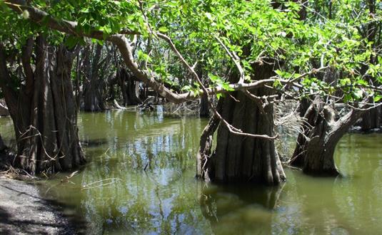 Laguna Charco Verde Tour With Antilog Vacations At Ometepe Island Nicaragua