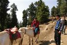 Horse riding in kufri