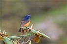 The Great Himalayan National Park