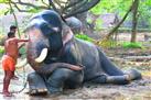 Elephant Camp Sancutary