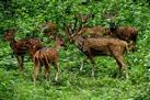 Periyar Wildlife Sanctuary