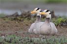 Birding at maguri-motapung beel at Maguri bill