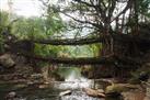 Double Decker Root Bridge