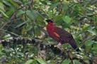 Bird watching at neora national park at Lava