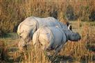 Kaziranga Wildlife Sanctuary