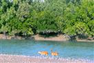 Haliday Island Wildlife Sanctuary