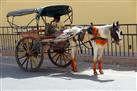 A horse buggy expedition at Fathebad road