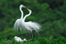 Nawabganj Bird Sanctuary