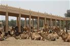 National Research Centre on Camel