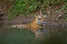 Ranthambore Jeep Safari