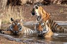 Ranthambore National Park