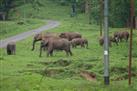 Parambikkulam Wildlife Sanctuary