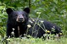 Daroji Bear Sanctuary