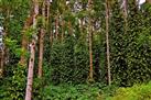 Kottachedu Teak Forest