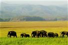 Elephant Safari Corbett