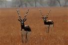 Blackbuck national park