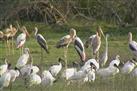 Khijadiya Bird Sanctuary