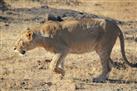 Gir Wildlife National Park