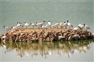 Porbandar Bird Sanctuary