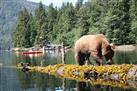 Khutzeymateen Grizzly Bear Sanctuary