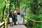 Daintree Rainforest Zipline and Wildlife Tour