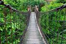 Mount Tamborine Trip Including Skywalk