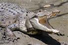 Whitsunday Crocodile Safari
