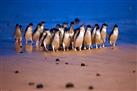 Phillip Island: Penguins, Koalas and Kangaroos Day Tour from Melbourne