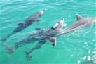 Wild Dolphin Feeding program