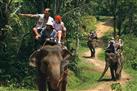 Elephant Safari Park & Ride