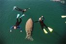 Manatee Madness Full-Day Tour