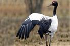 Black Necked Crane Information Centre