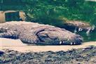 Crocodile Breeding Centre