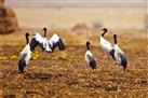 Black-Necked Crane Information Centre