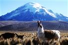 Sajama National Park