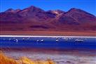 Laguna Colorada