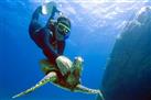 Diving, Surfing and Snorkeling