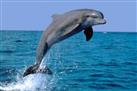 Dolphin Watching