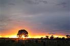 Dawn Chorus in early rise