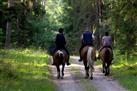 Horse Riding Tour in Rhodope Mountains