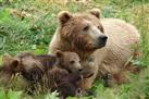 Discover Grizzly Bears from Banff