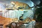 Den Wildlife Museum