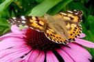 Niagara Parks Butterfly Conservatory