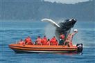 Full-Day Whale Watching Cruise from Quebec