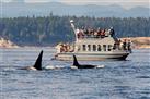 Whale-Watching Tour from Vancouver