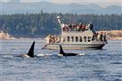 Whale-Watching Tour from Vancouver