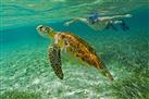 Snorkeling