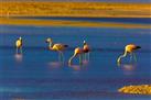 Flamencos National Reserve